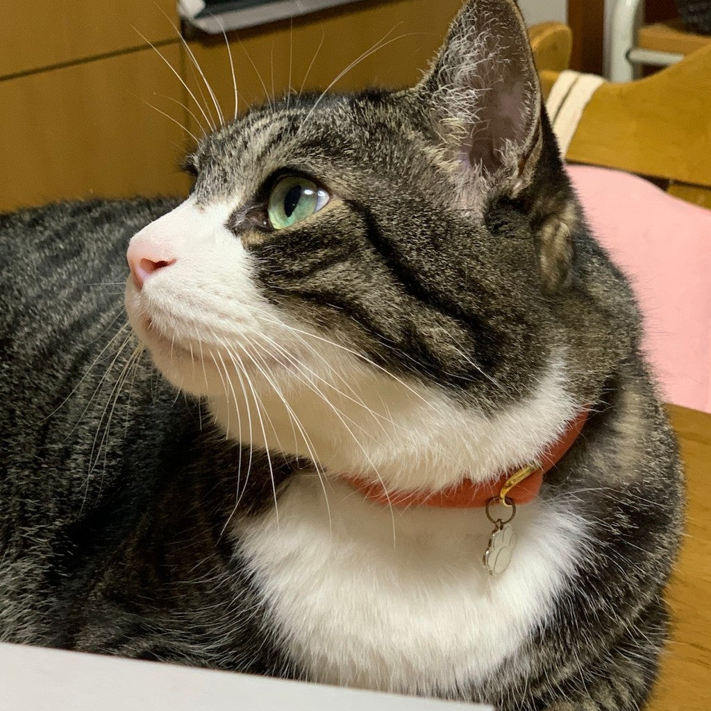 だいちゃん