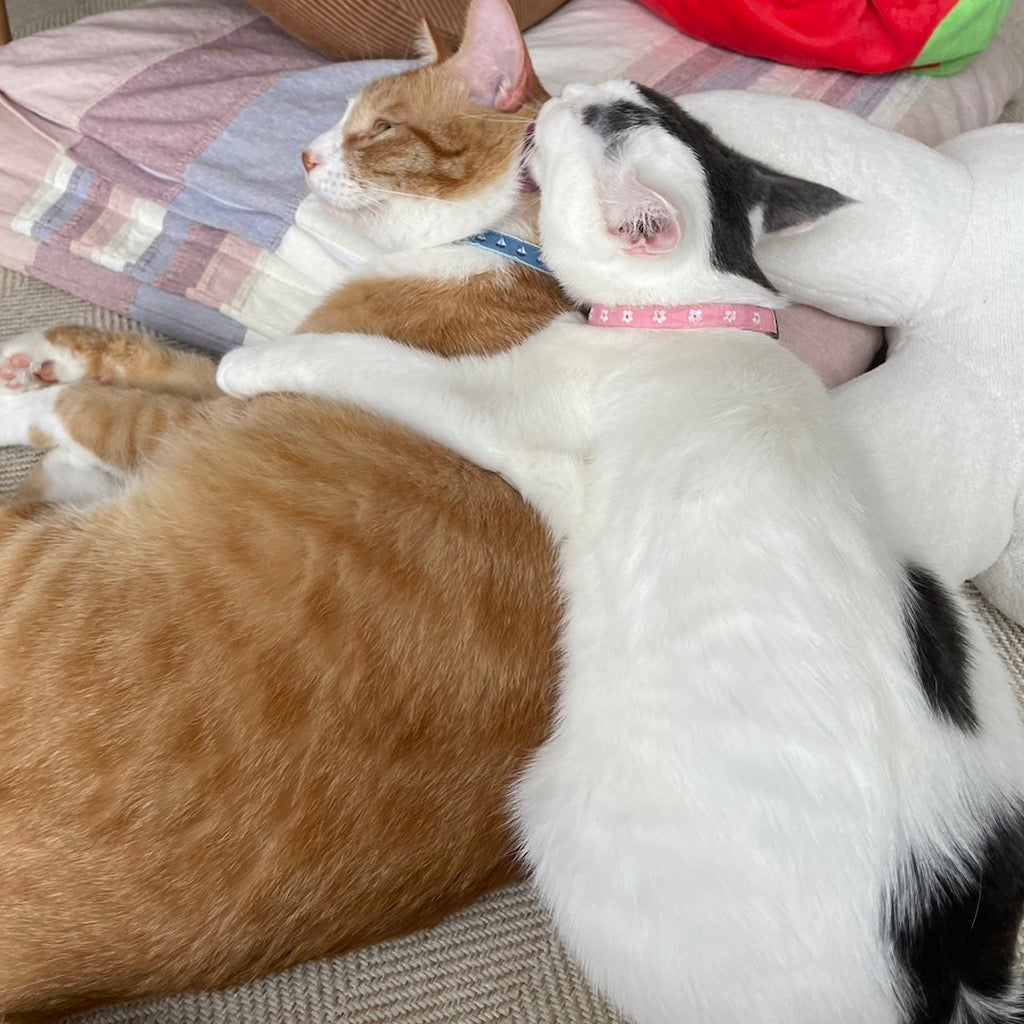 ぐくちゃん・うゆちゃん