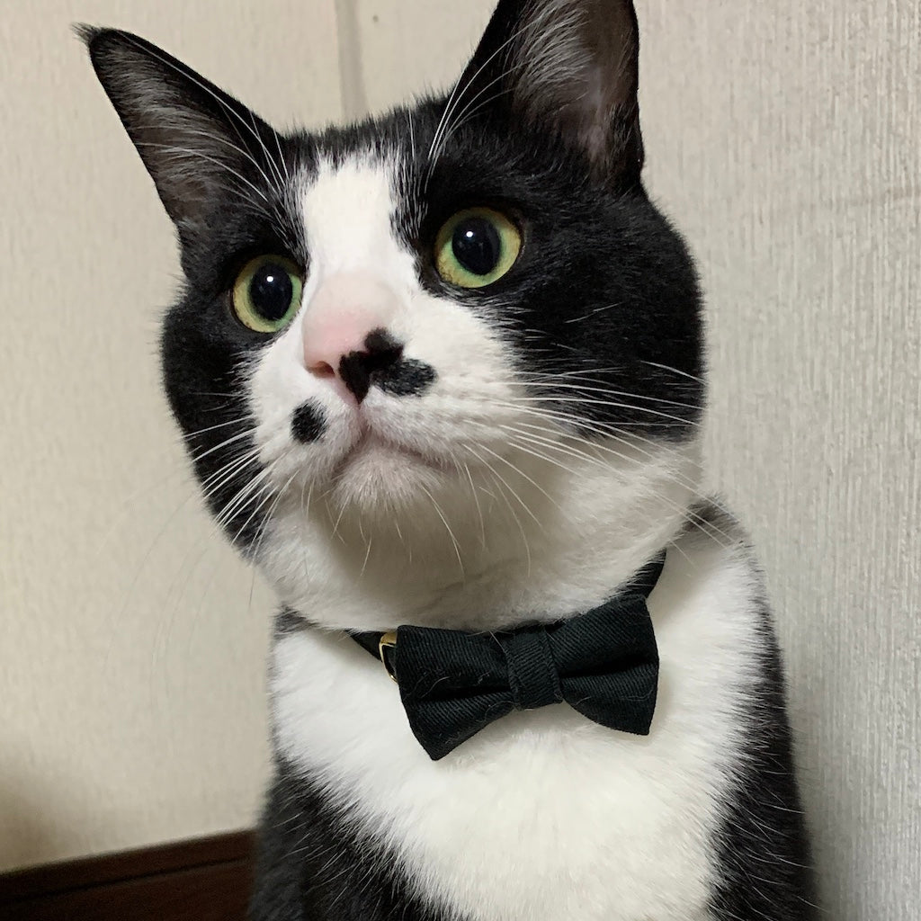 福丸ちゃん