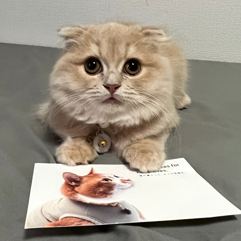 しらこちゃん