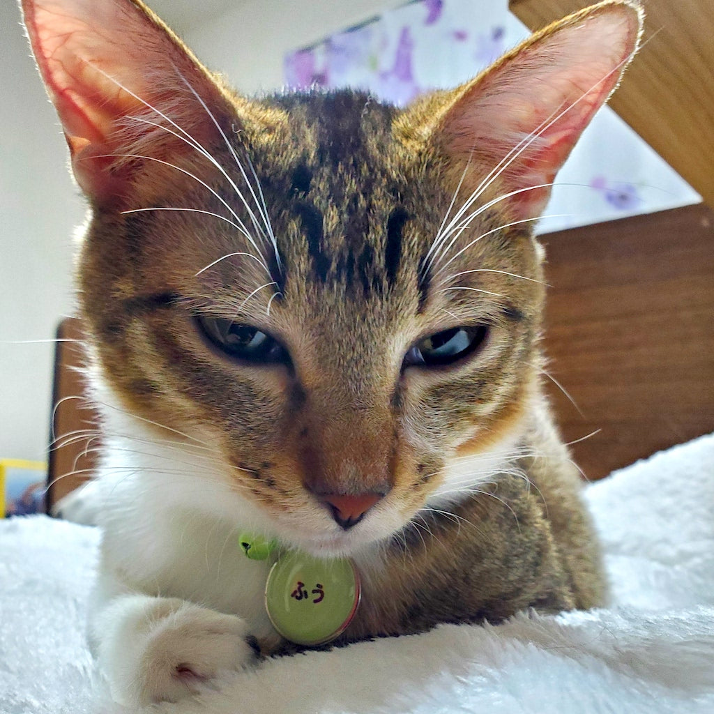 ふうちゃん
