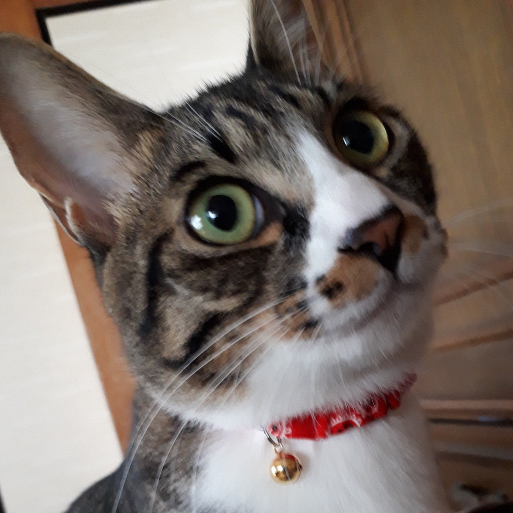 にこちゃん