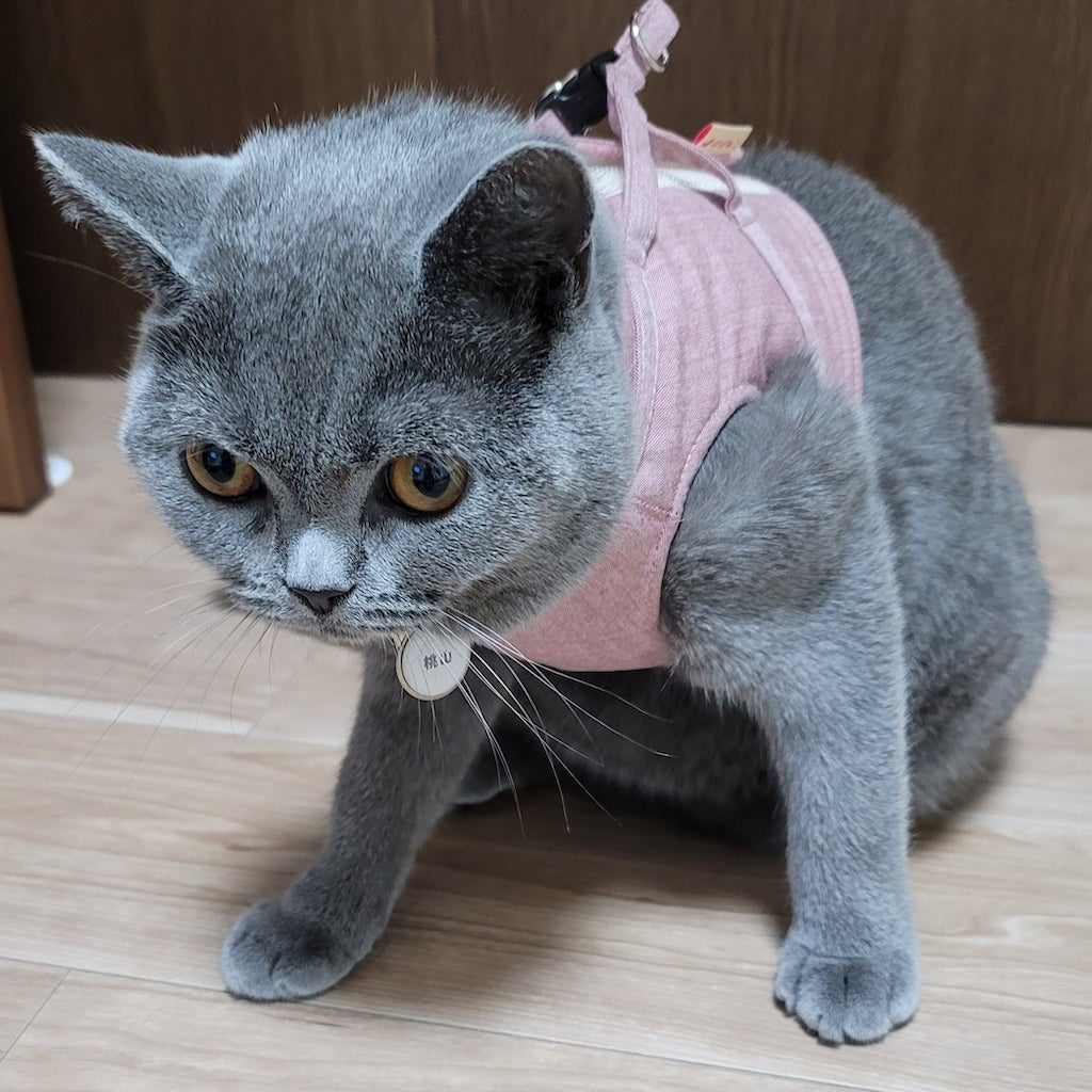 桃山ちゃん