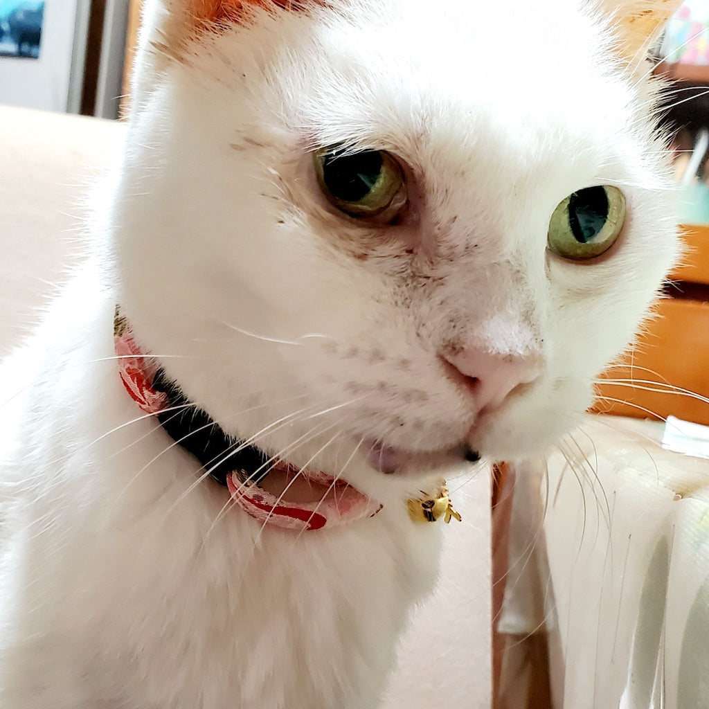しろちゃん
