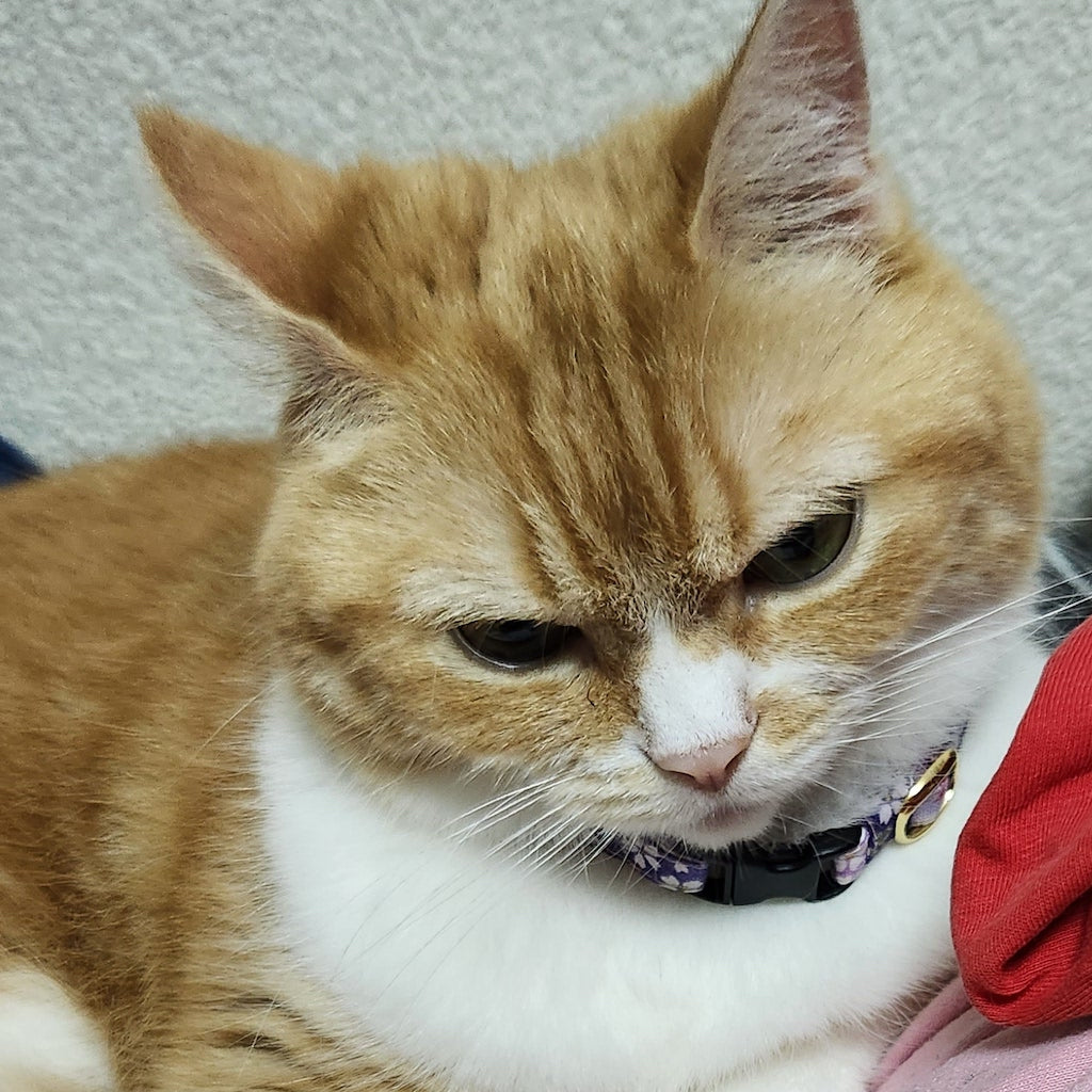 空ちゃん