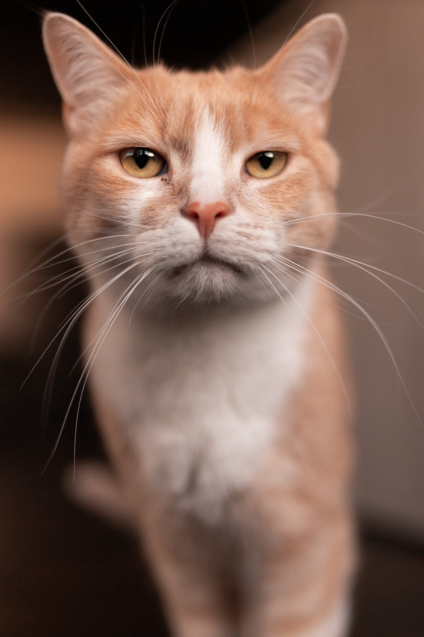 猫が首輪ハゲになった! 原因と対処法と予防方法を獣医師が解説