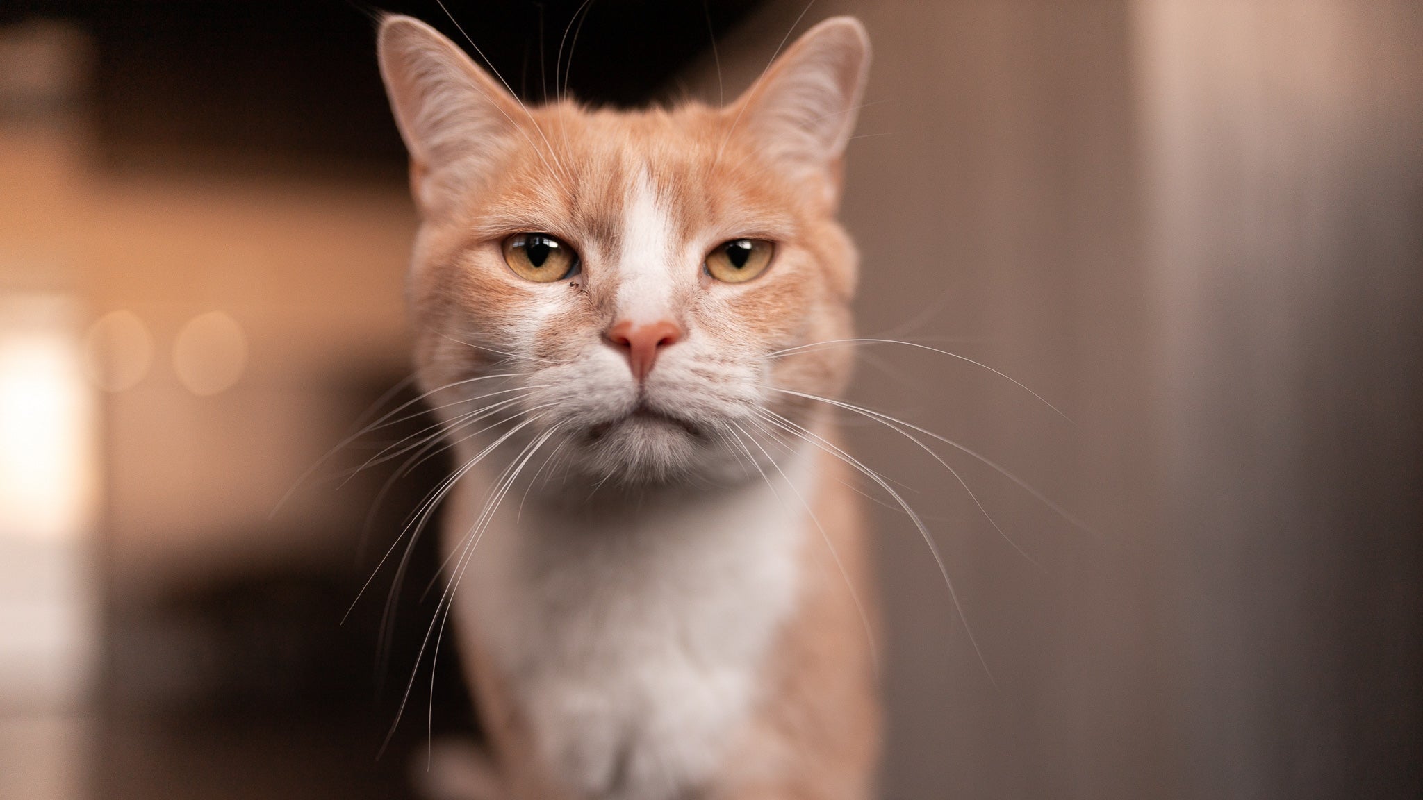 猫が首輪ハゲになった! 原因と対処法と予防方法を獣医師が解説