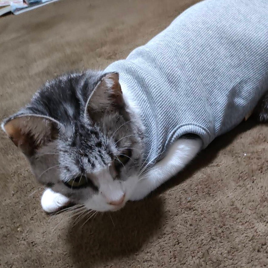 ふうちゃん