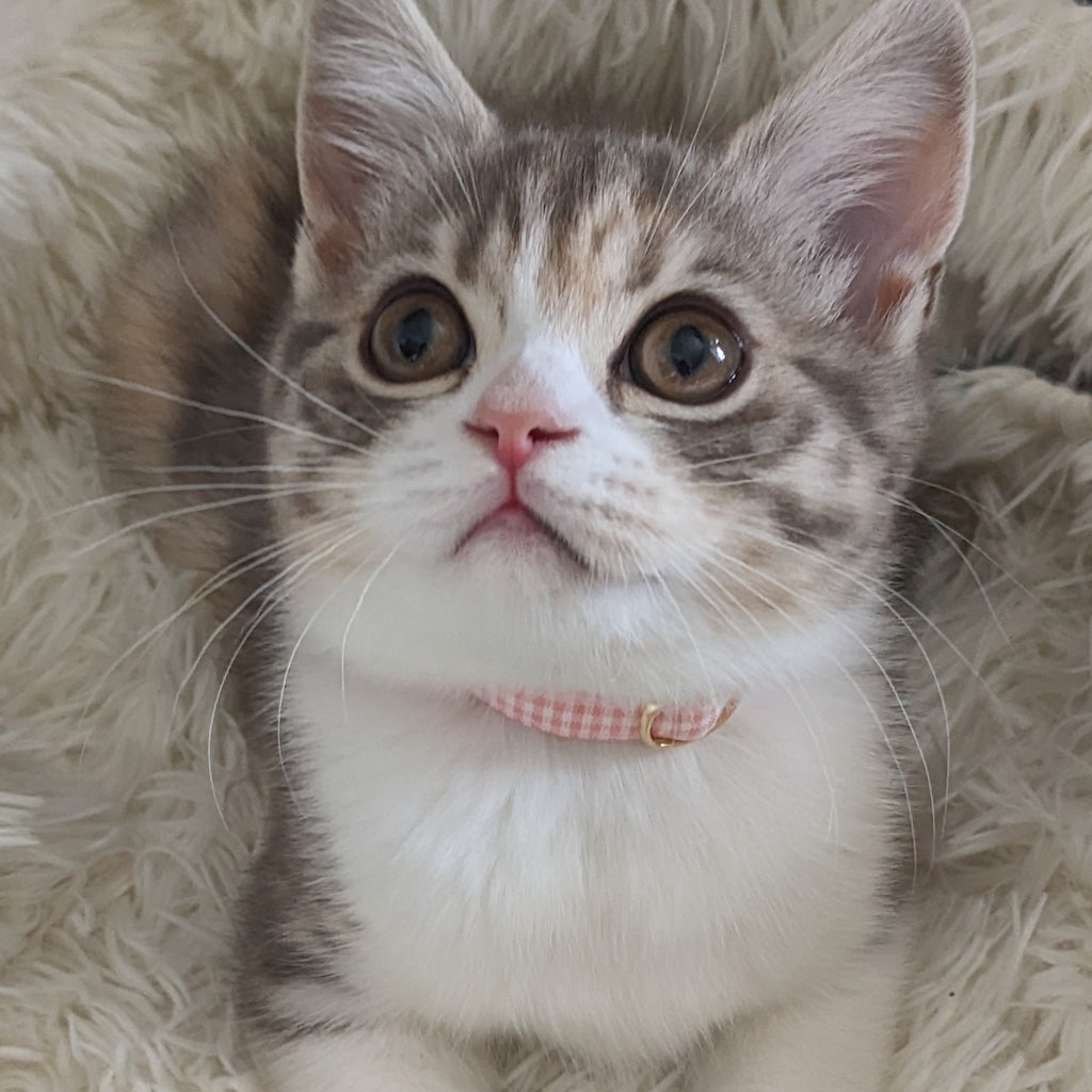 ハグちゃん