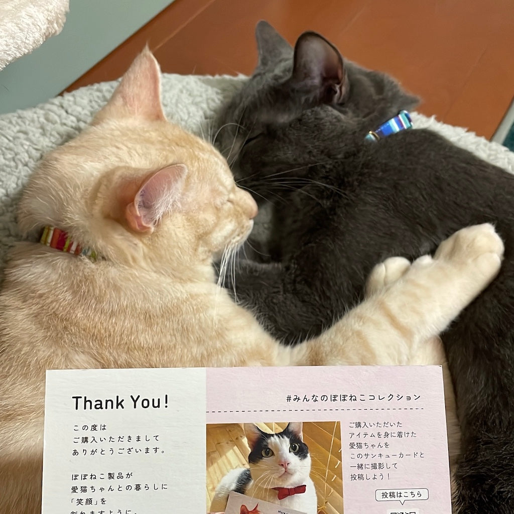 ウル&ラテちゃん