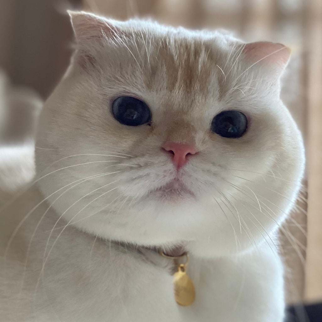 LUNAちゃん