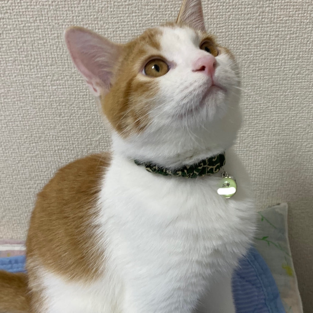 ムギちゃん