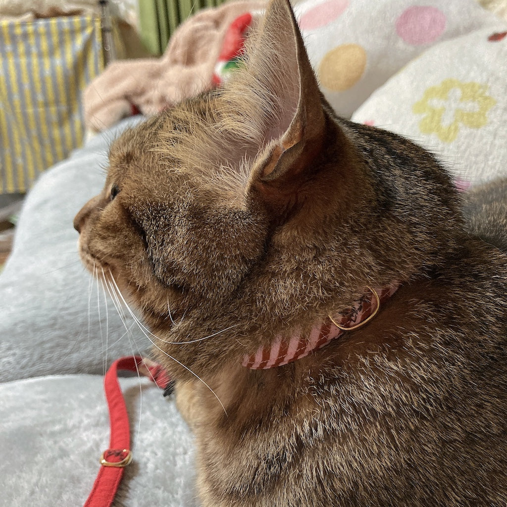 わさびちゃん