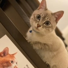 あおくん