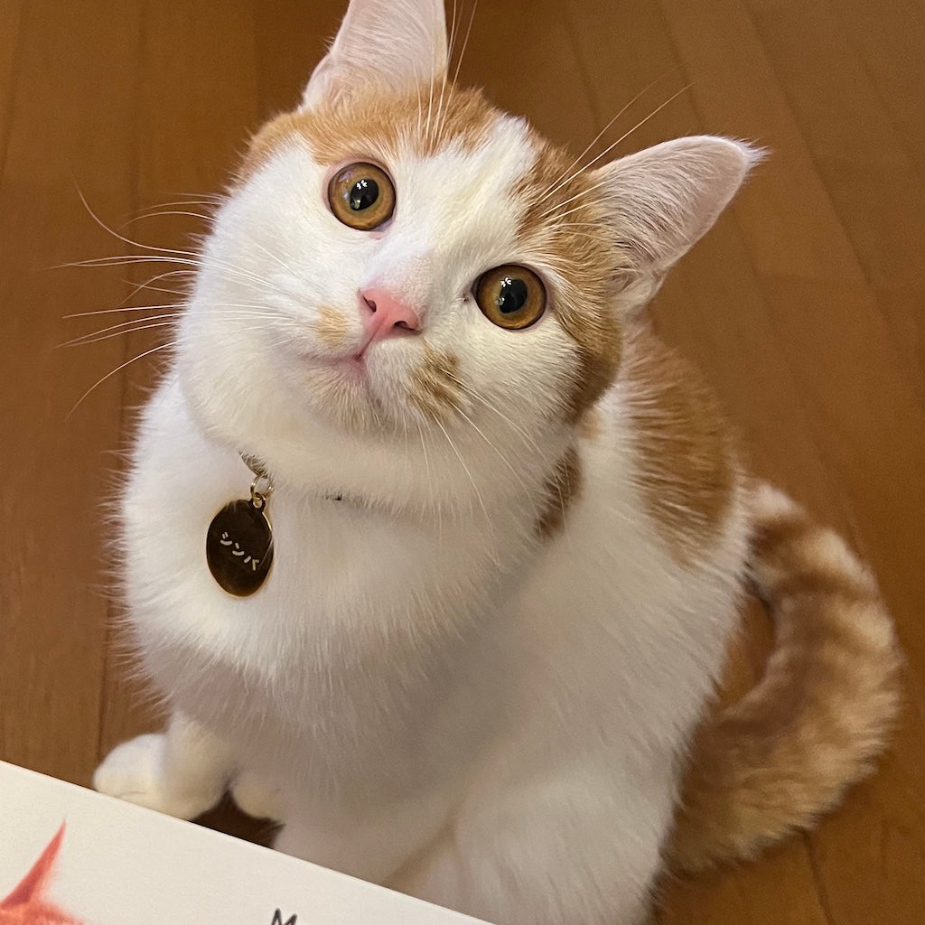シンバくん