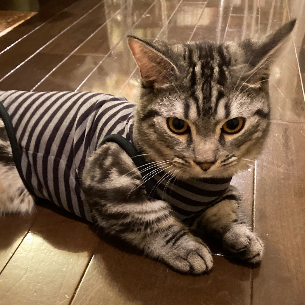 ジェスロちゃん