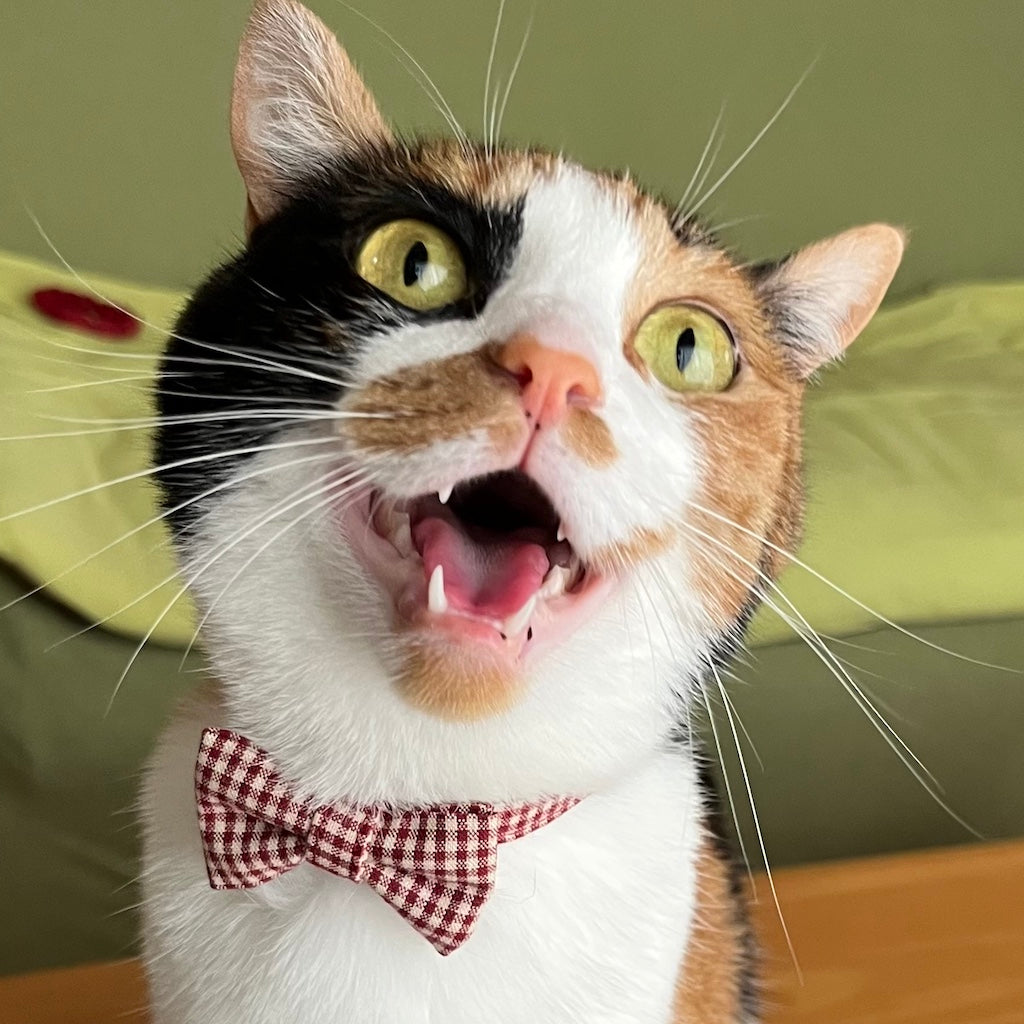 ざらめちゃん
