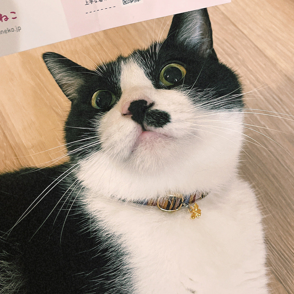 はちくん