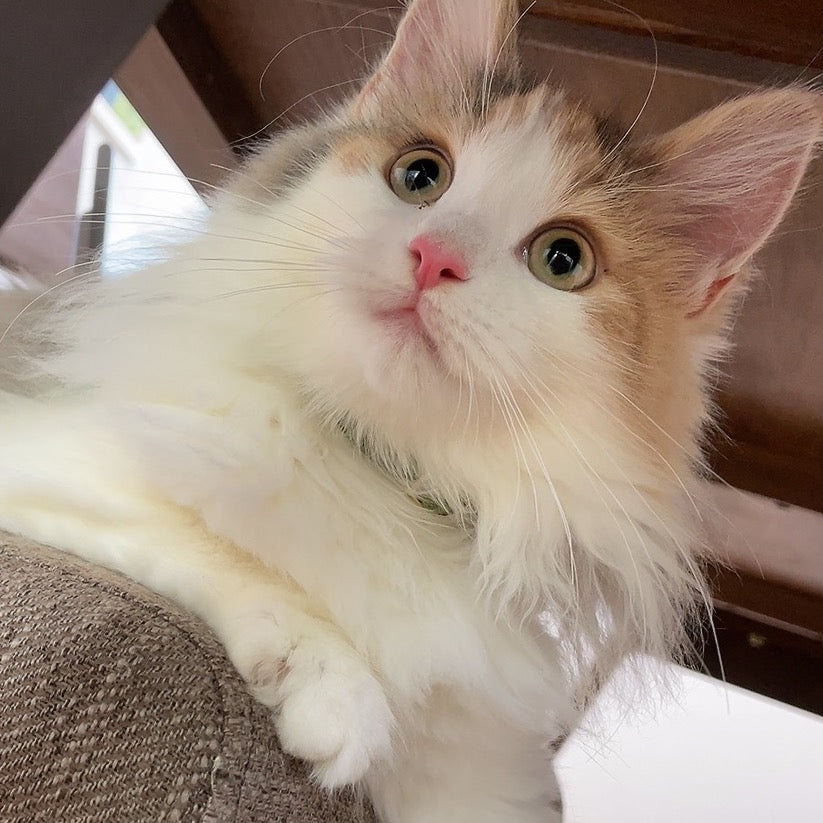 なずなちゃん