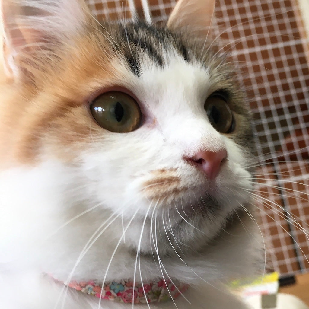 メイちゃん