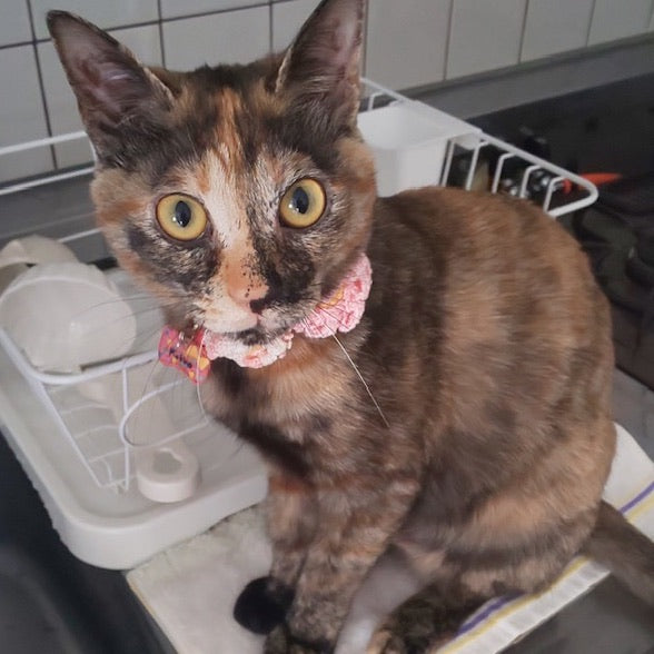 こっこちゃん