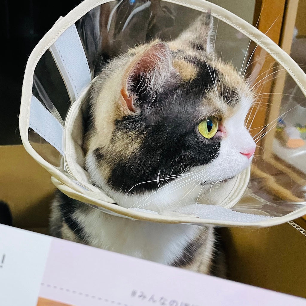 ひなちゃん