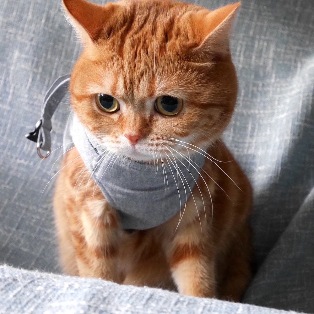 PANNAちゃん
