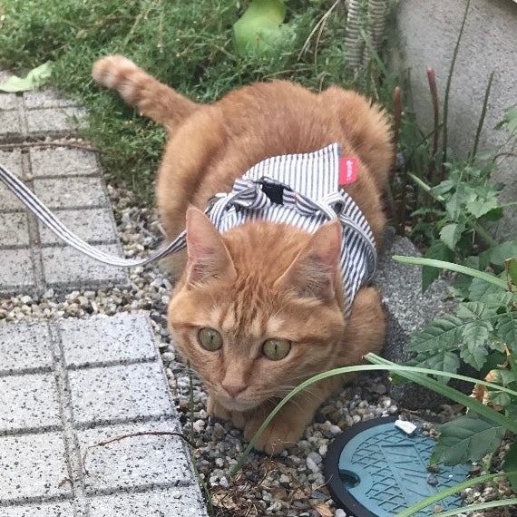 ちぃちゃん