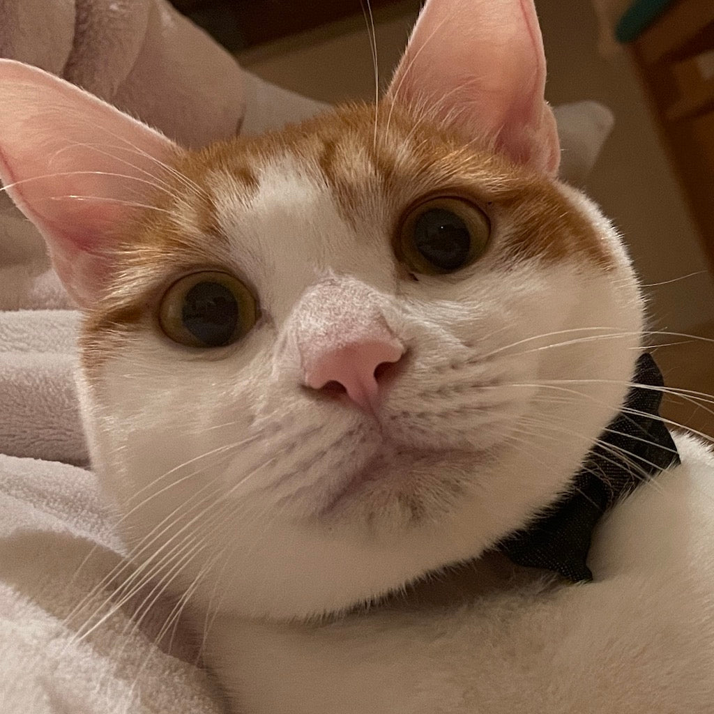 ぽんちゃん