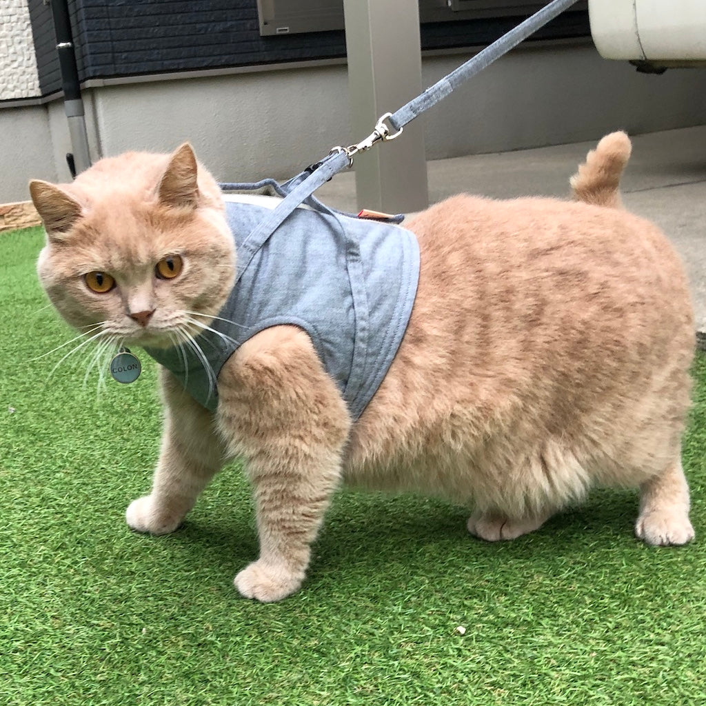 ころんくん