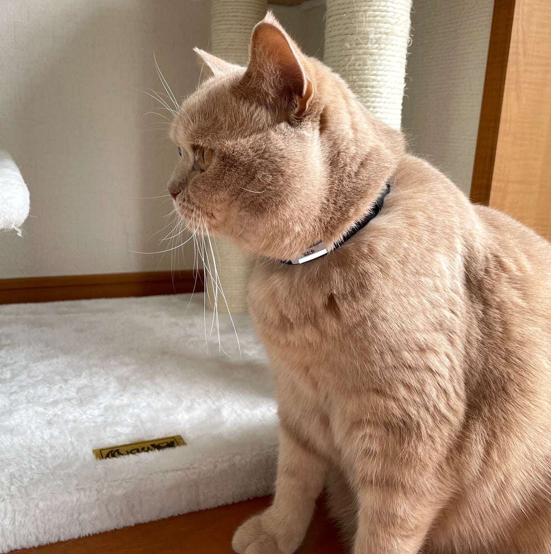 弦之介くん