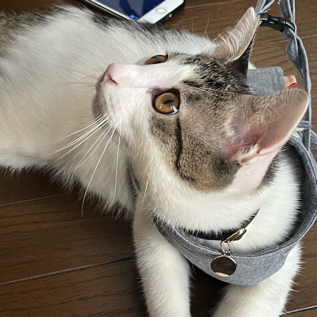 しらちゃん