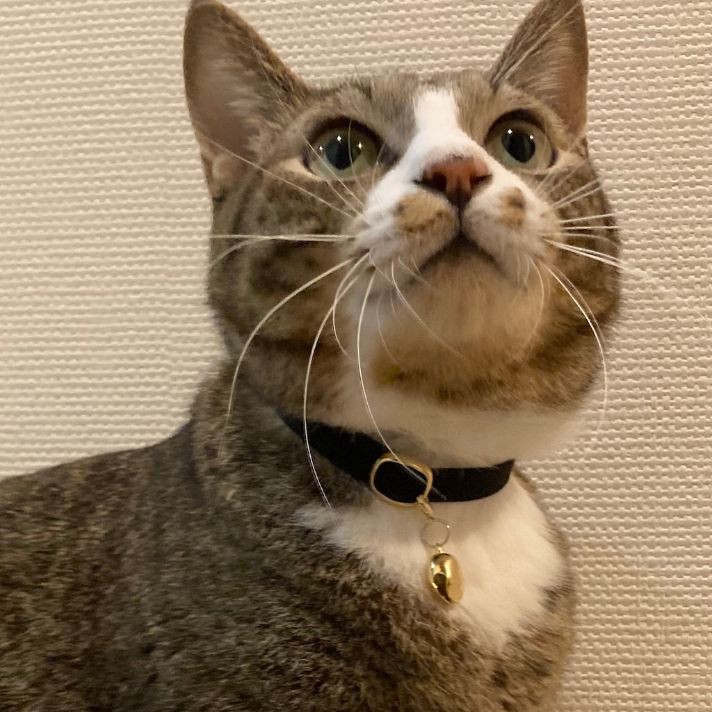 ジョーくん