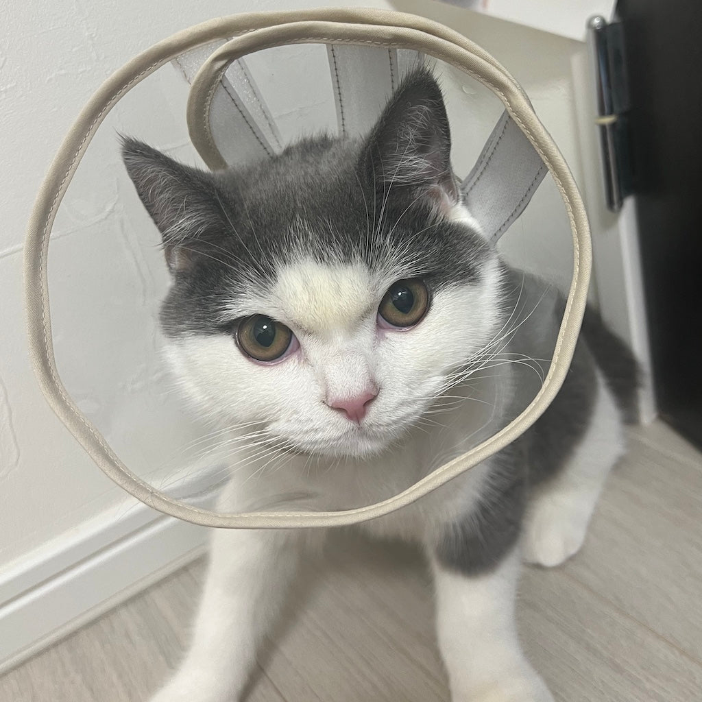 アロちゃん