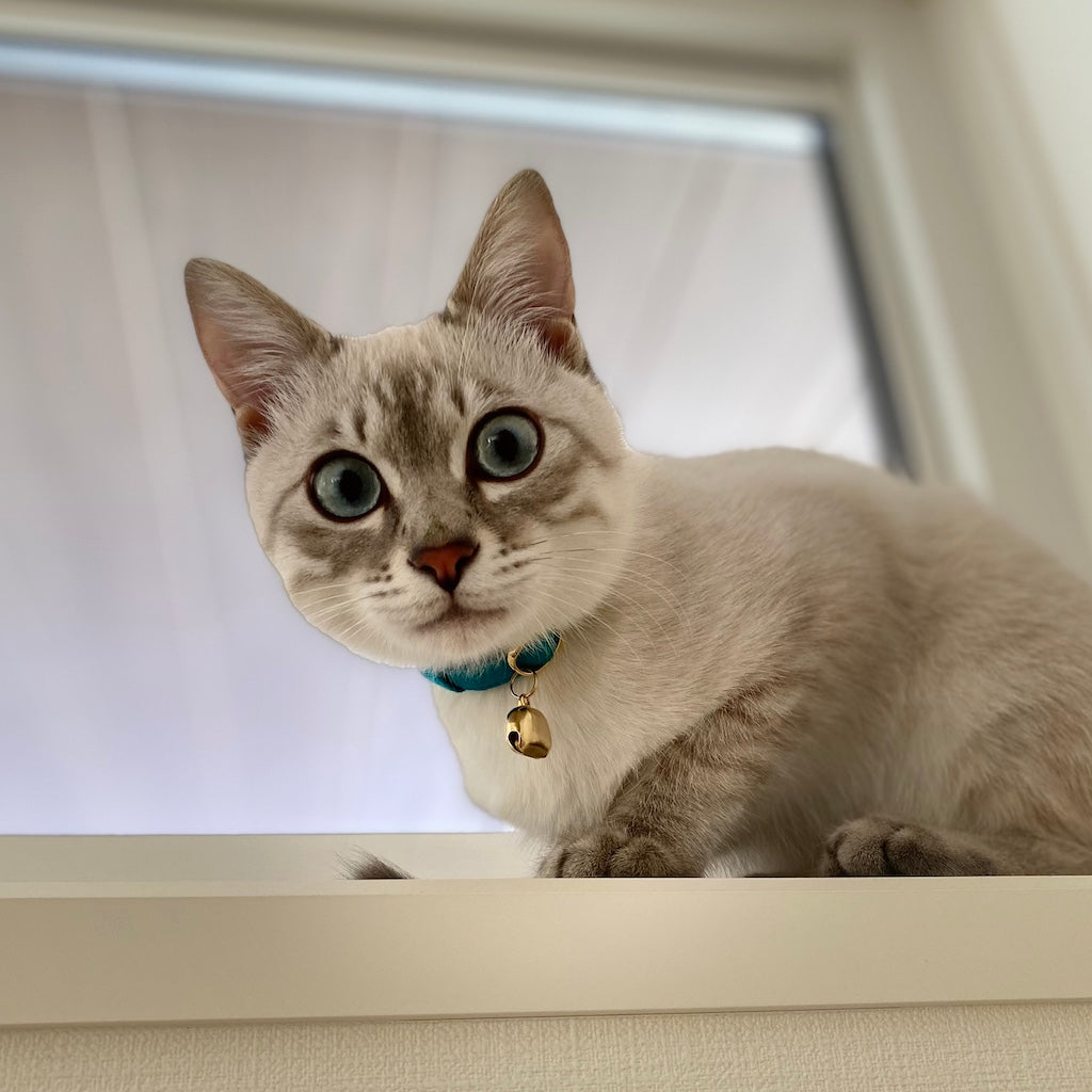 あおくん