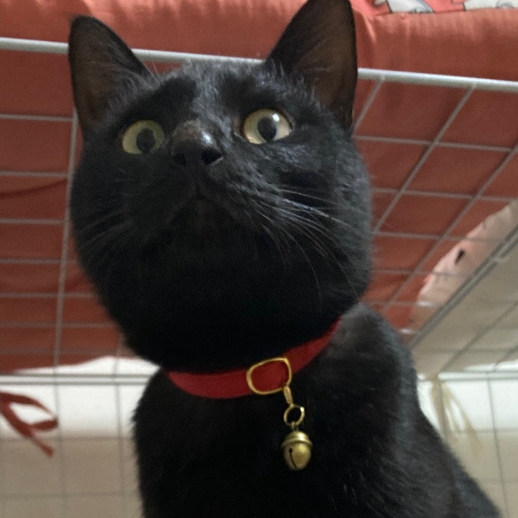 ルチルくん