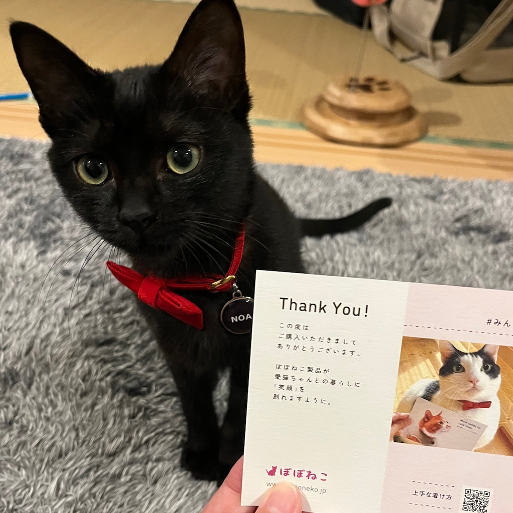ノアちゃん