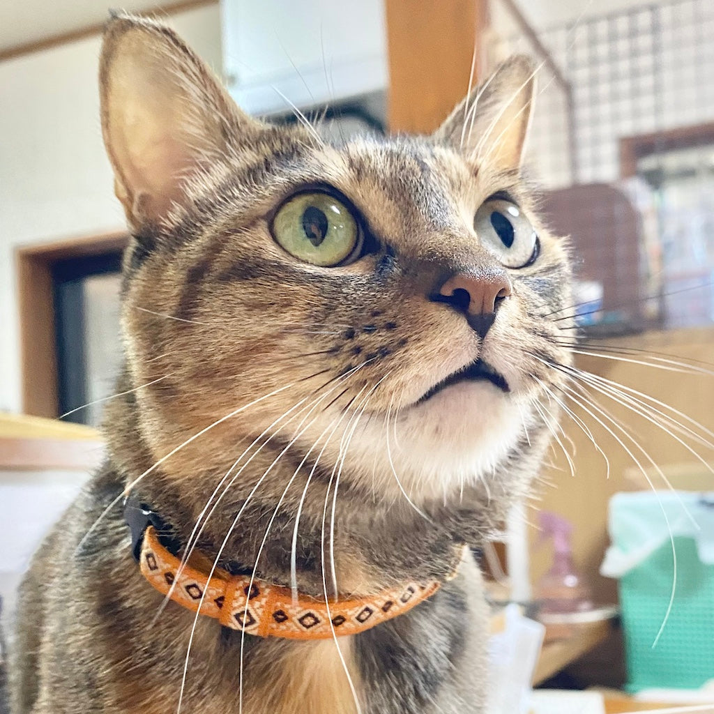 はっさくちゃん