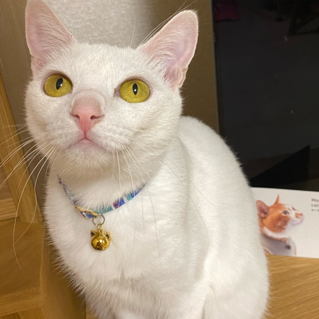 ベルちゃん