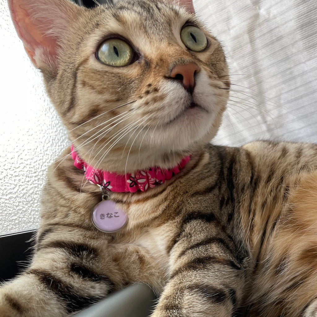 きなこちゃん