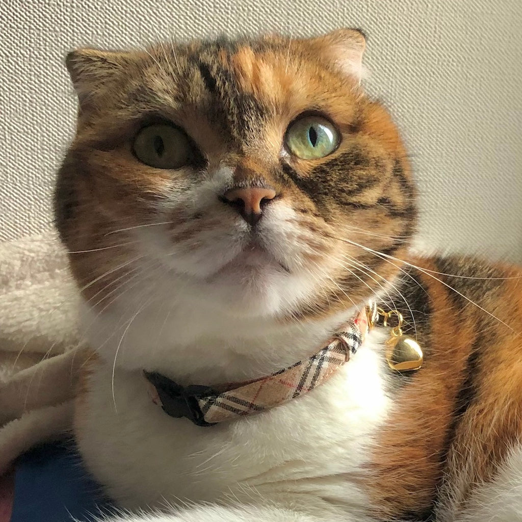 マメちゃん