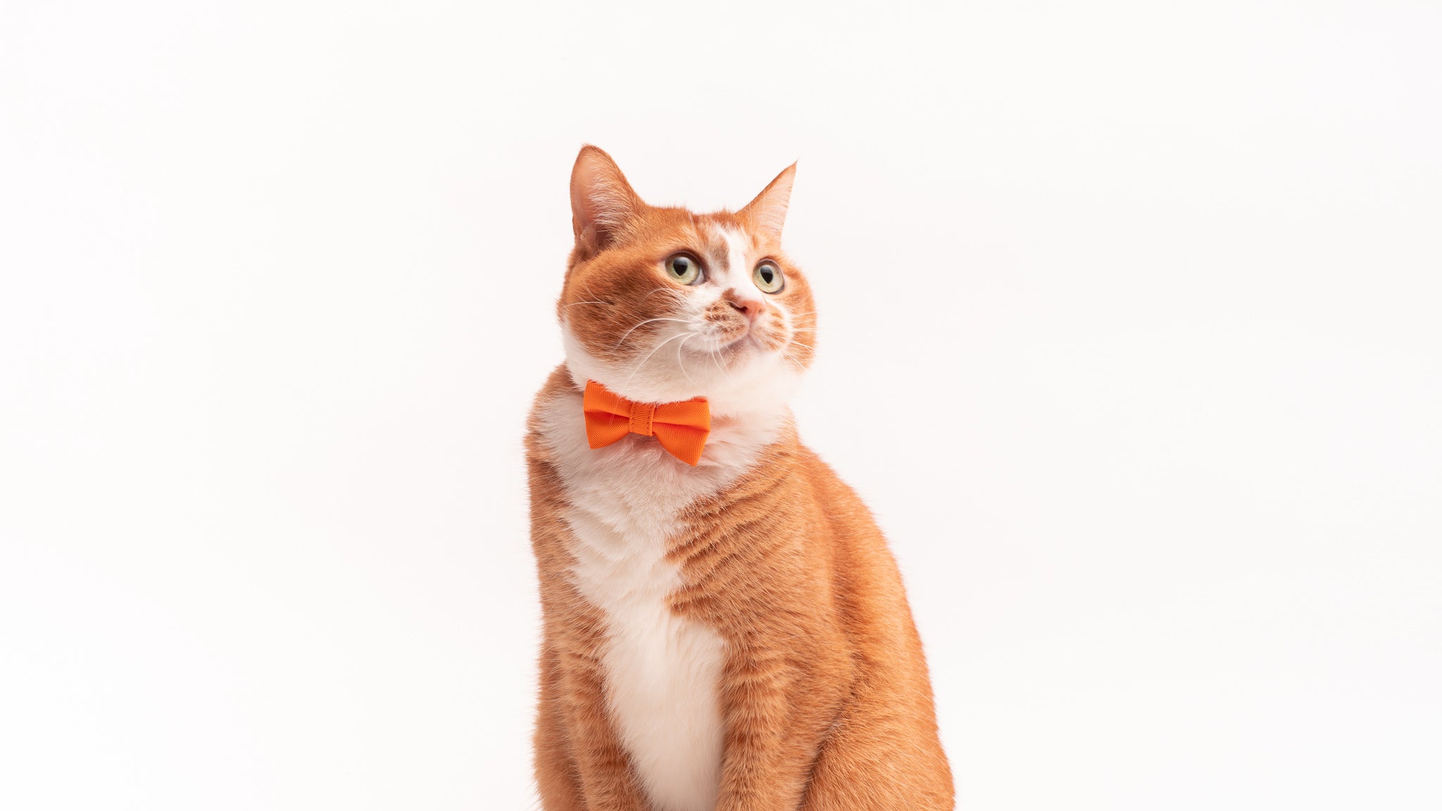 猫首輪デビューをしよう!