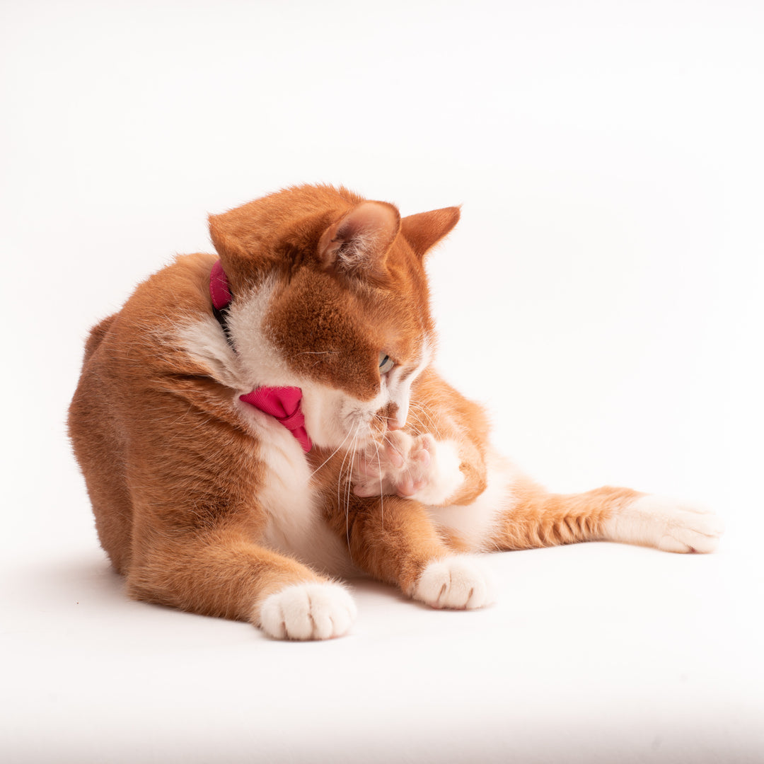 猫首輪の交換の目安