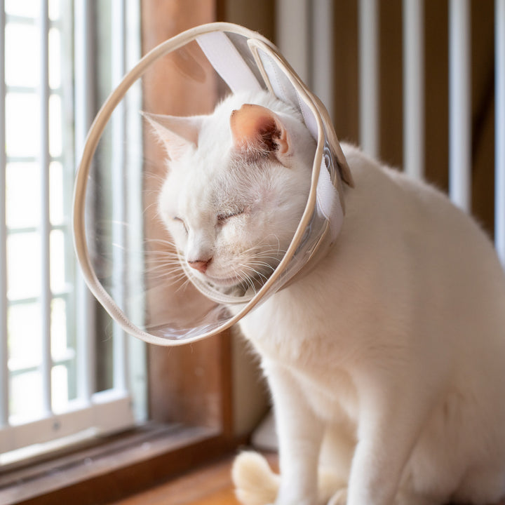 軽くて柔らかい猫用エリザベスカラー 視界良好タイプ