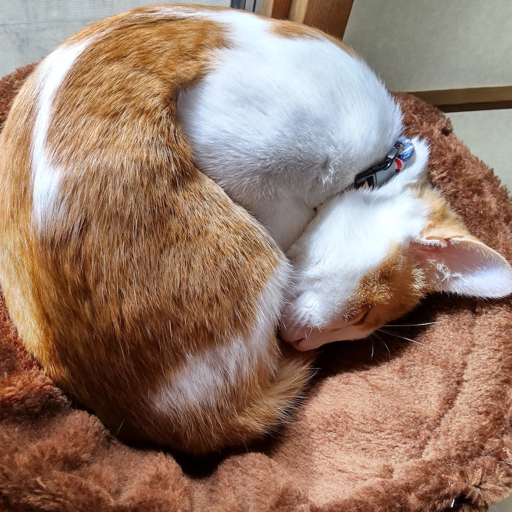 ジェリーちゃん
