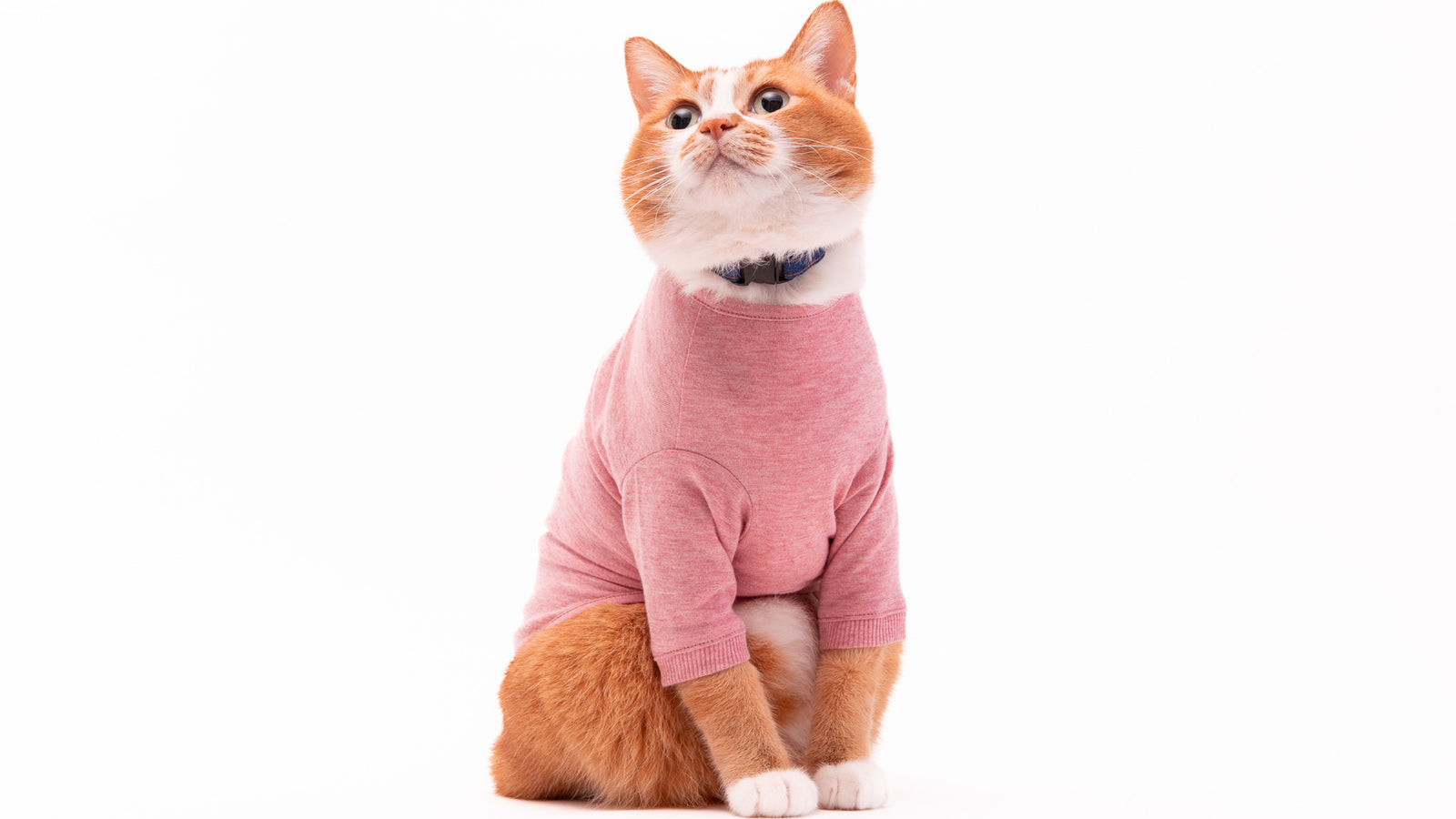 猫に優しい猫服