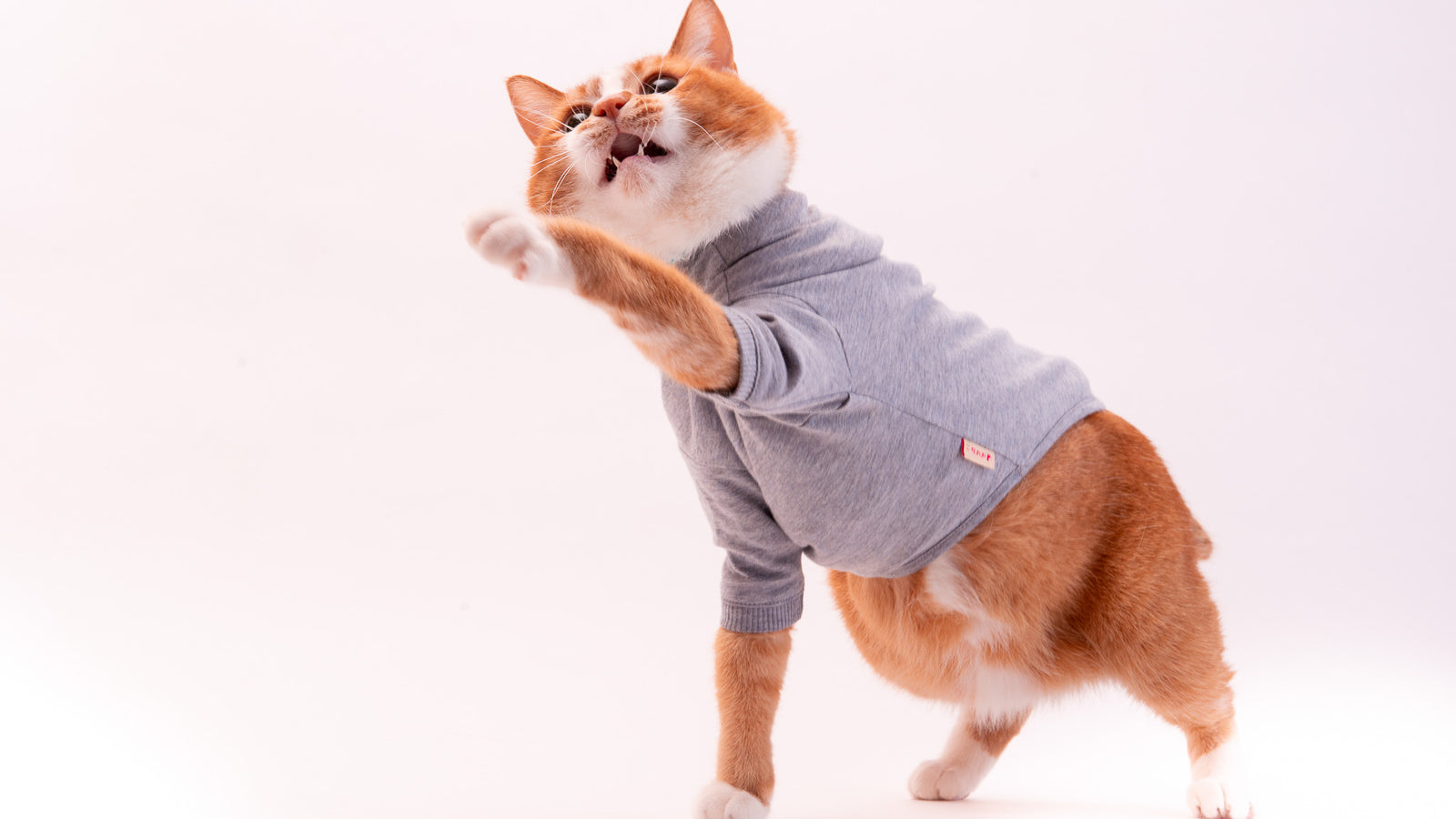 猫に優しい猫服