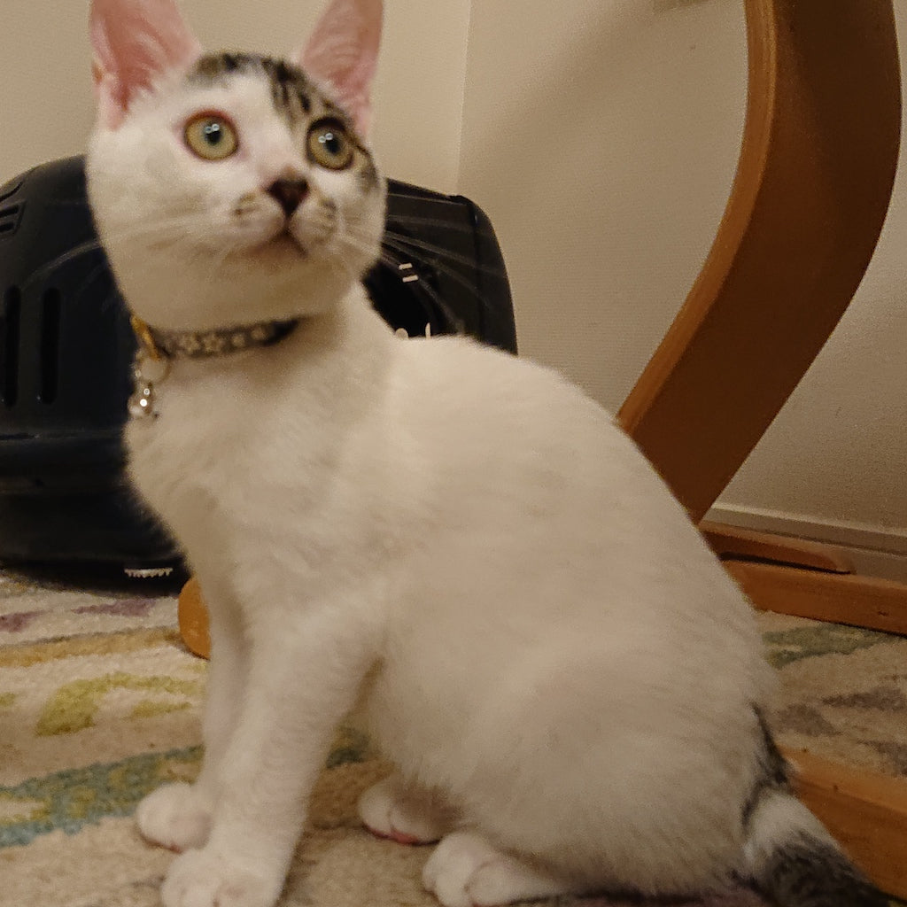 マシュマロくん