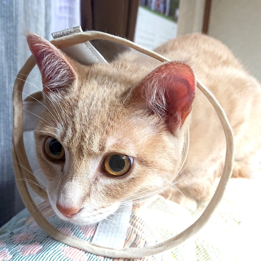 アンクちゃん