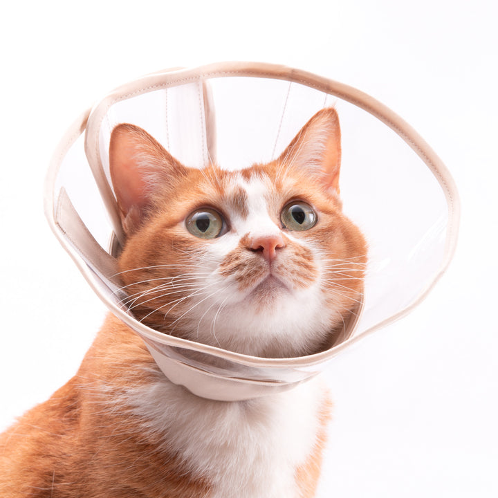 【訳あり】軽くて柔らかい猫用エリザベスカラー